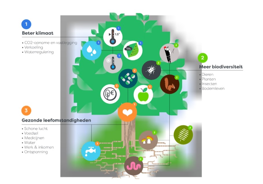 Primecook draagt een boompje bij aan een duurzaam milieu en groene toekomst